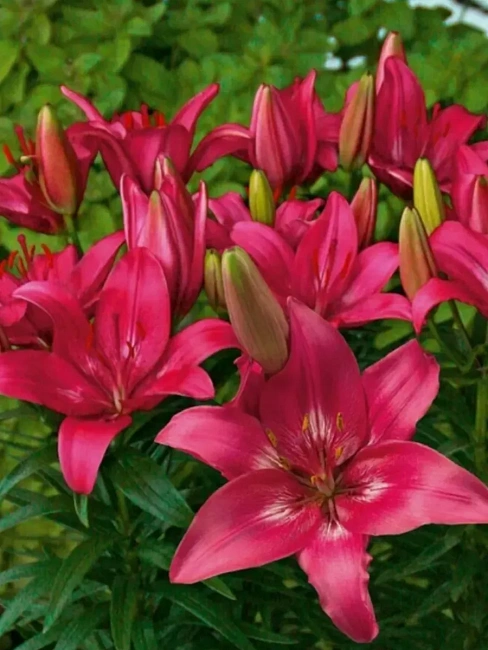 Лилия Тренди Гавана